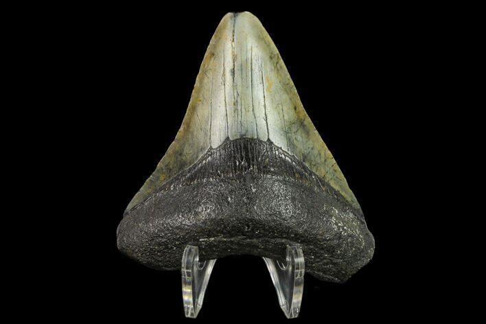 Fossil Megalodon Tooth - North Carolina #131613